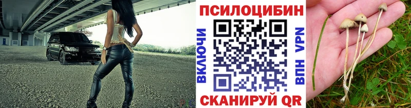 Галлюциногенные грибы GOLDEN TEACHER  KRAKEN ССЫЛКА  Терек 